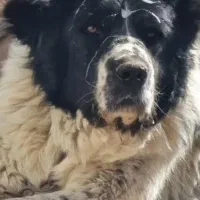 واگزاری سگ قهدریجان