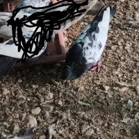 سه عدد کفتر گم کردم