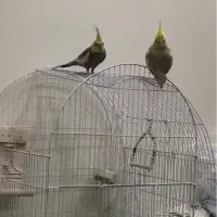 جفت عروس هلندی سخن گو آماده