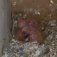 طوطی برزیلی سرلاکی