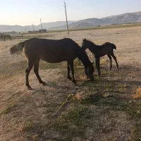 یک عدد مادیون با کره ماده درجه یک|اسب و تجهیزات اسبسواری|دورود, |دیوار