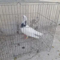 طوقی|پرنده|مبارکه, |دیوار