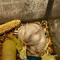 همستر های سوری ماده|موش و خرگوش|قم, شهرک قدس|دیوار