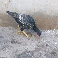 مرغ لاری ترک افغان اصل
