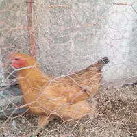 چند عدد مرغ خروس موجوده