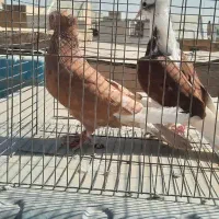 کفتر