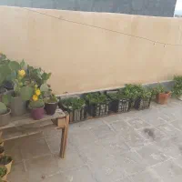 گل کاکتوس