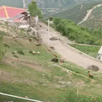 رهن-و-اجاره-ویلا-ییلاقی-نرسو