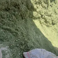 کاه یونجه