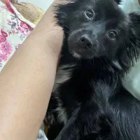 توله سگ اشپیتز