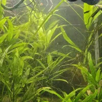 آکواریوم شیشه خم پلنت