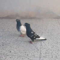 کبوتر