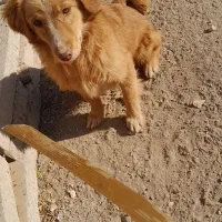 سگ پا کوتاه بازیگوش|سگ|کبودرآهنگ, |دیوار