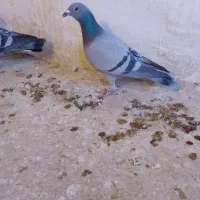 کبوتر المانی|پرنده|شیروان (خراسان), |دیوار