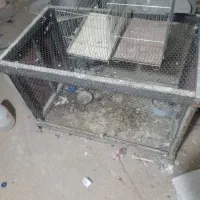 سع عدد قفس خوب|لوازم جانبی حیوانات|بمپور, |دیوار