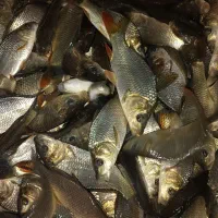 بَچِه ماهِی کَپور فصلی رسید گرید a پرورش ماهی