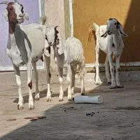 تعدادی بز با یک کره شیری|حیوانات مزرعه|وحدتیه, |دیوار