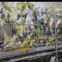 مرکزخریدوفروش عروس هلندی کوتوله قناری فنچ مرغ-عشق