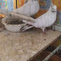 کفتر ماهرو|پرنده|قدس, هفت جوی|دیوار