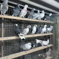 کبوتر جوجه هوایی