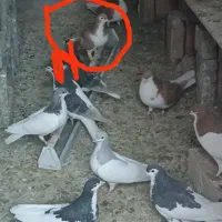 کفتر|پرنده|سبزوار, امیر کبیر|دیوار