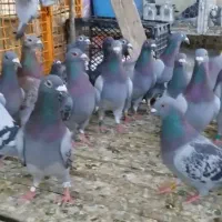 پلاکی|پرنده|اهواز, بهارستان|دیوار