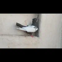 سینه قهوای ماده