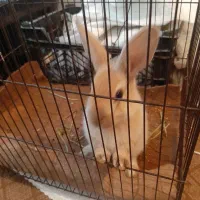 خرگوش کوچولو معاوضه