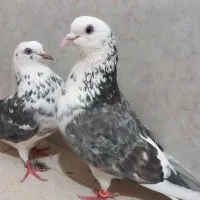 کبوتر  زاغ  و پشت سنگی پاکستانی