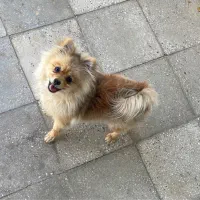 سگ  پامر گمشده