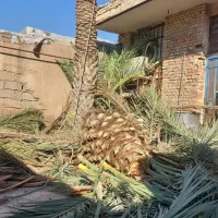 قطع نخل بریدن تمیز هرس درآوردن ریشه سم پاشی نخل|خدمات باغبانی و درختکاری|اهواز, نادری|دیوار