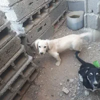 توله شیتزو ۱تومن