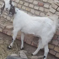 کولار آبستن|حیوانات مزرعه|فردوس (خراسان), |دیوار