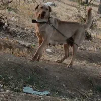 ماده پژدر