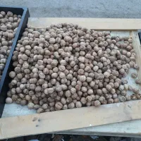 گردو درجه یک