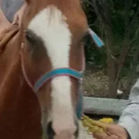 اسب گمشده