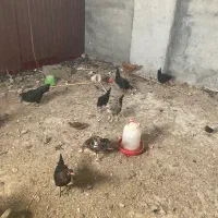 مرغ وخروش و جوجه