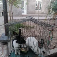 خرگوش فروشی