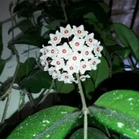 گل های آپارتمانی