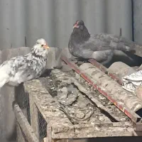 تخم مرغ گلین نطفه دار