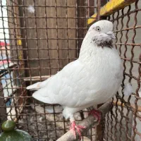 تعدادی کبوتر گلچین به شرط به دلیل تعغیر مکان|پرنده|رشت, توشیبا|دیوار