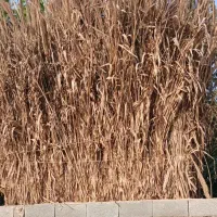 نی فروسی