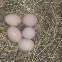 تخم مرغ محلی نطفه دار