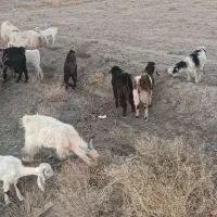 شیشک وبزغاله وچبش|حیوانات مزرعه|بیرجند, |دیوار