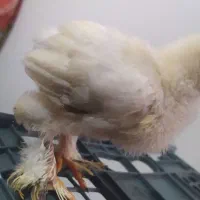 جوجه برهما لایت