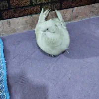 سلام کبوتر نر سرخی