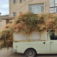 بیده یونجه خشک