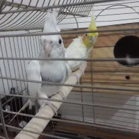 عروس هلندی|پرنده|اسلام‌شهر, مظفریه|دیوار