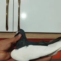 کله سفید کاکول وچپ وراست وسینه سیاه|پرنده|شادمهر, |دیوار