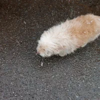 سگ شناسنامه دارشیتزو|سگ|سبزوار, قلعه‌نو دهزار|دیوار